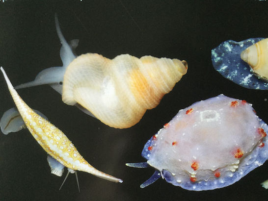 Petits mollusques dcouverts dans la mer entourant lIle des Pins