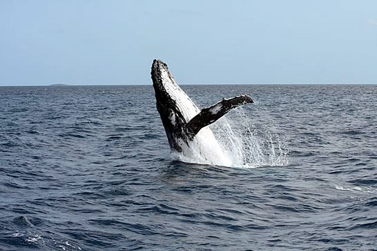 baleine  bosse - Ile des Pins