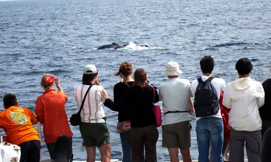 Baleine Ile des Pins