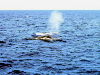 Le souffle des baleines